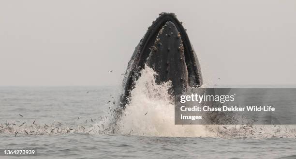 humpback whales - aleta dorsal fotografías e imágenes de stock