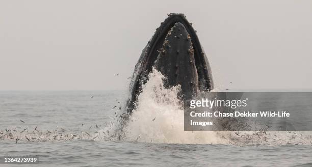 humpback whales - dorsal fin stock pictures, royalty-free photos & images