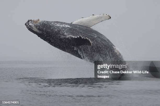 humpback whale - animals breaching stockfoto's en -beelden