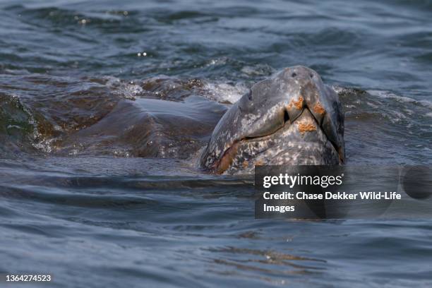 leatherback sea turtle - leatherback turtle stock pictures, royalty-free photos & images