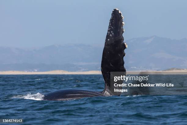 humpback whale - pinna pettorale foto e immagini stock