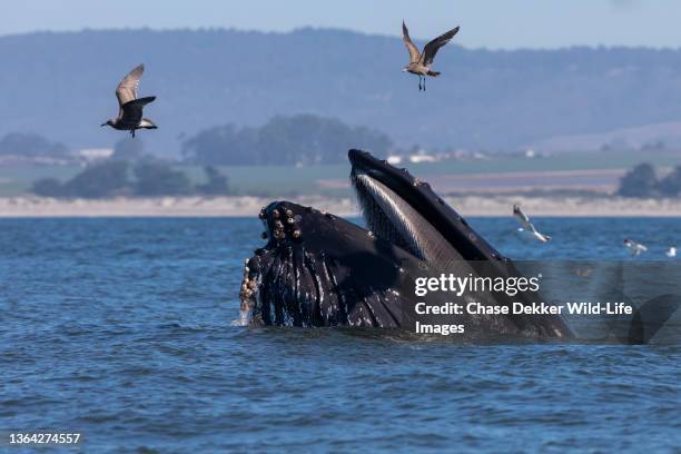 humpback whales - baleen whale stock pictures, royalty-free photos & images