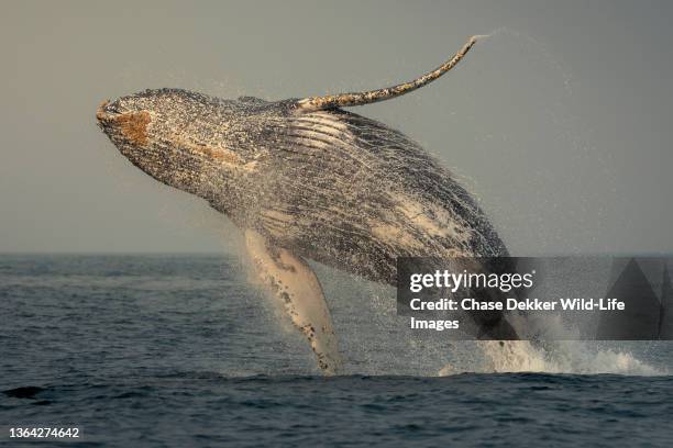 humpback whale - pod group of animals stock-fotos und bilder