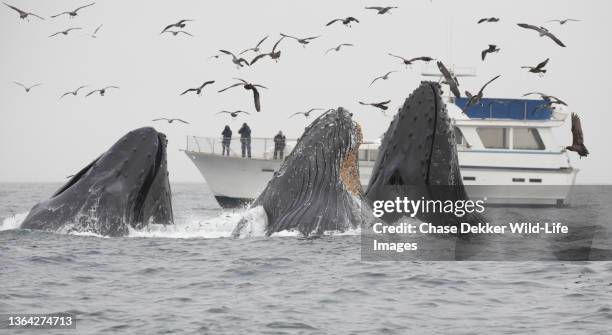 humpback whales - humpback whale stock pictures, royalty-free photos & images