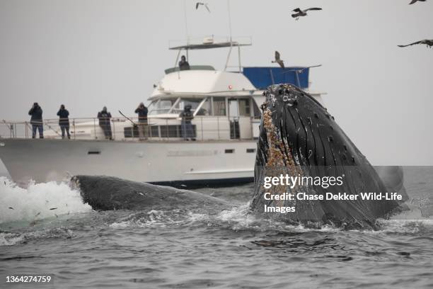 humpback whales - モンテレー湾 ストックフォトと画像