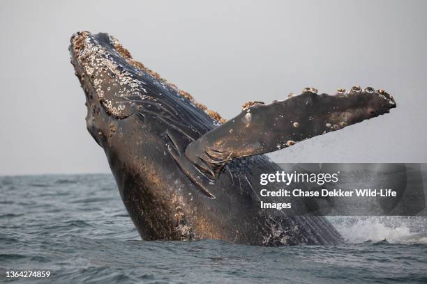 humpback whale - pinna pettorale foto e immagini stock