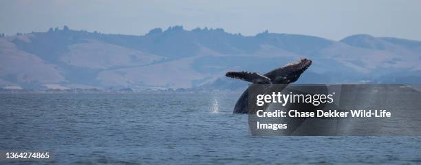 humpback whale - baleen whale stock pictures, royalty-free photos & images