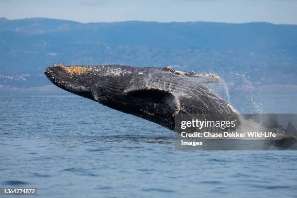 humpback whale - モンテレー湾 ストックフォトと画像