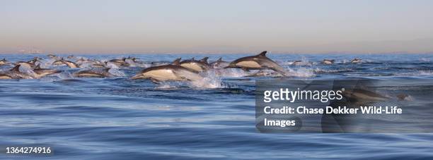 pod of long-beaked common dolphins - dolphin and its blowhole stock pictures, royalty-free photos & images
