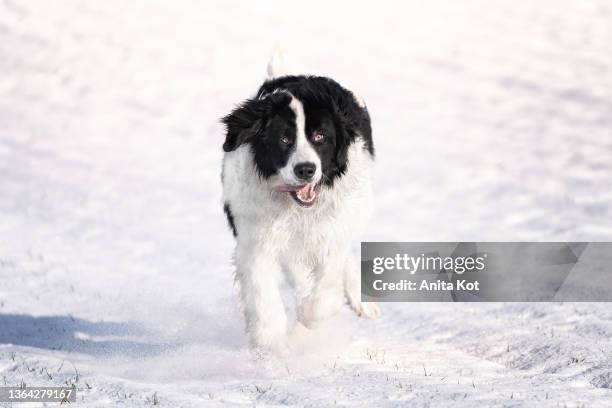 a landseer dog is running on the snow - newfoundlandshund bildbanksfoton och bilder