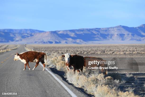 cattle cross highway - herd stock pictures, royalty-free photos & images