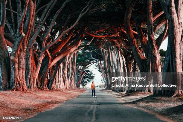 cypress tree tunel at point reyes - noordelijk californië stockfoto's en -beelden
