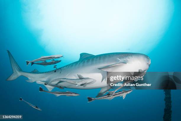 tiger shark swims over a wreck offshore florida - symbiotic relationship stock-fotos und bilder
