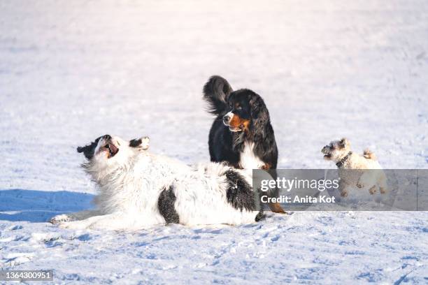 three dogs are playing in the snow - 3 dogs stock-fotos und bilder