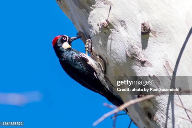 close-up of acorn woodpecker - woodpecker stock pictures, royalty-free photos & images