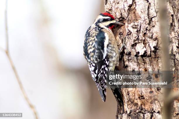 yellow-bellied sapsucker on hole-riddled tree trunk - woodpecker stock pictures, royalty-free photos & images