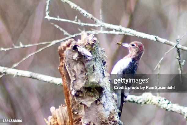 close-up of immature red-headed woodpecker with a wasp in its beak - woodpecker stock pictures, royalty-free photos & images