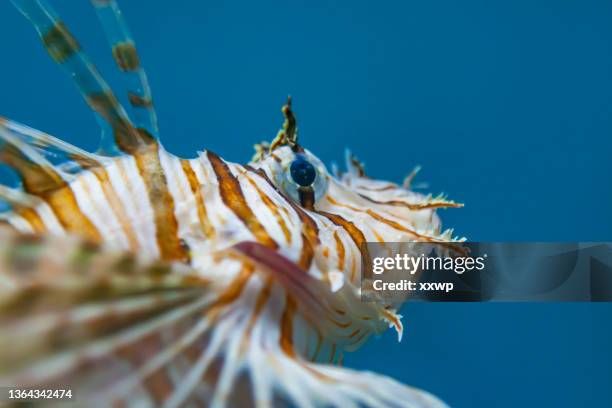 lionfish in blue water - zebravis stockfoto's en -beelden