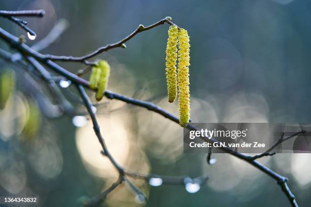 hope - alder tree stock pictures, royalty-free photos & images