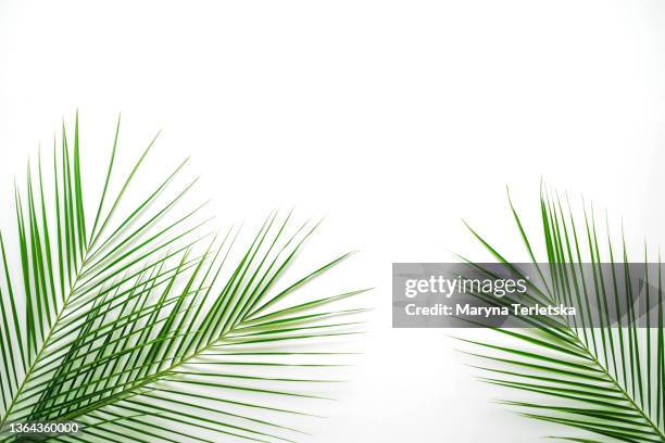 palm leaf on an isolated white background. modern tropical background. green twigs. palm leaf. place for an inscription. - leaf palm stock-fotos und bilder