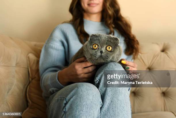 a young beautiful girl is sitting with a cat in her arms. british fold stubborn gray cat. - golf cheating foto e immagini stock