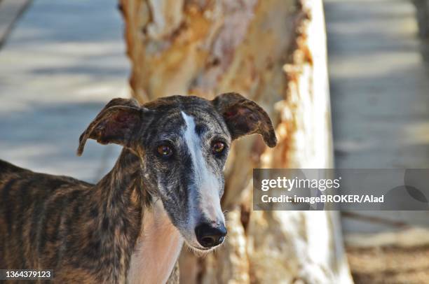 head of a spanish greyhound (galgo), spain - galgo stockfoto's en -beelden