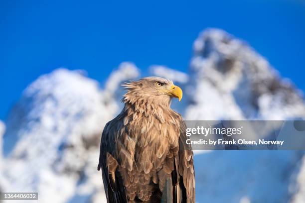 on the alert - white tailed eagle stock pictures, royalty-free photos & images