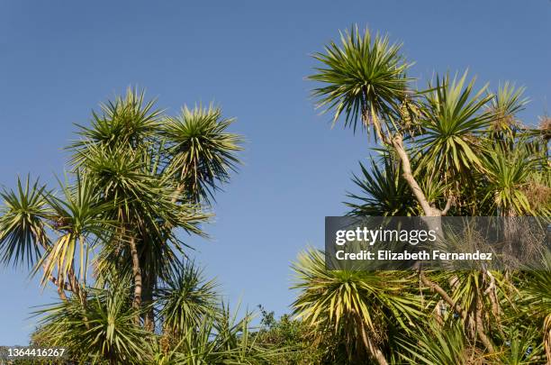 cordyline australis commonly known as the cabbage tree or cabbage-palm. - cordyline stockfoto's en -beelden