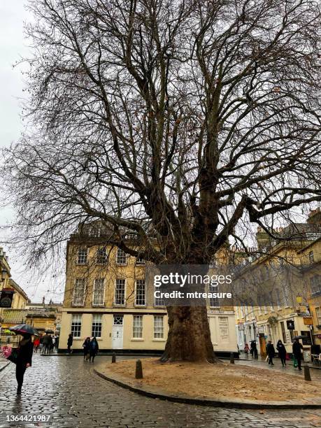 close-up image of large, ancient london plane tree (platanus × acerifolia) on overcast day, located at abbey green in the world heritage site city of bath, somerset, england, uk - platanus acerifolia stock pictures, royalty-free photos & images