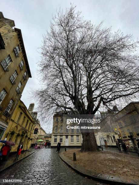 image of large, ancient london plane tree (platanus × acerifolia) on overcast day, located at abbey green in the world heritage site city of bath, somerset, england, uk - platanus acerifolia stock pictures, royalty-free photos & images