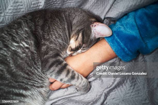 cat sleeping and embracing owner hand - cat hand stock-fotos und bilder