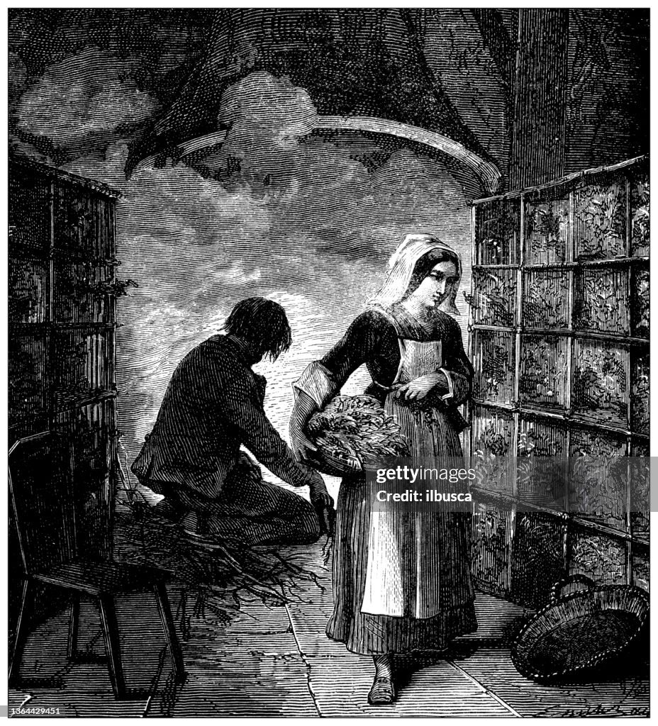 Antique illustration of 19th century industry, technology and craftsmanship: Magnanery, silk farming