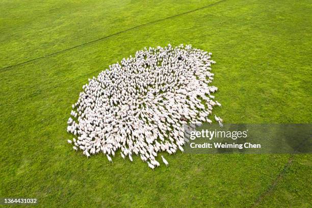 sheep and grass land - grass land stock pictures, royalty-free photos & images