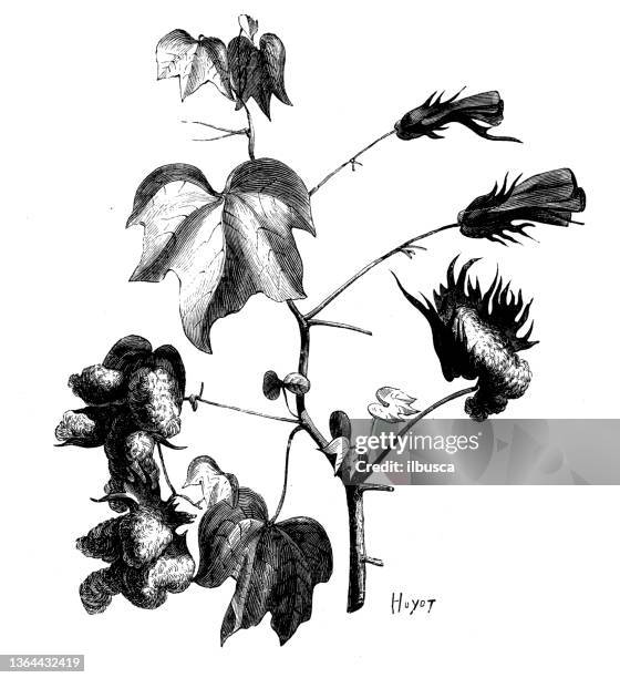 antique illustration, botany: cotton plant - dry herbs stock illustrations