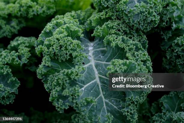 a kale leaf growing in a field - couve imagens e fotografias de stock