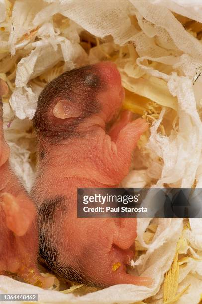 mesocricetus auratus (golden hamster, syrian hamster) - baby - golden hamster - fotografias e filmes do acervo