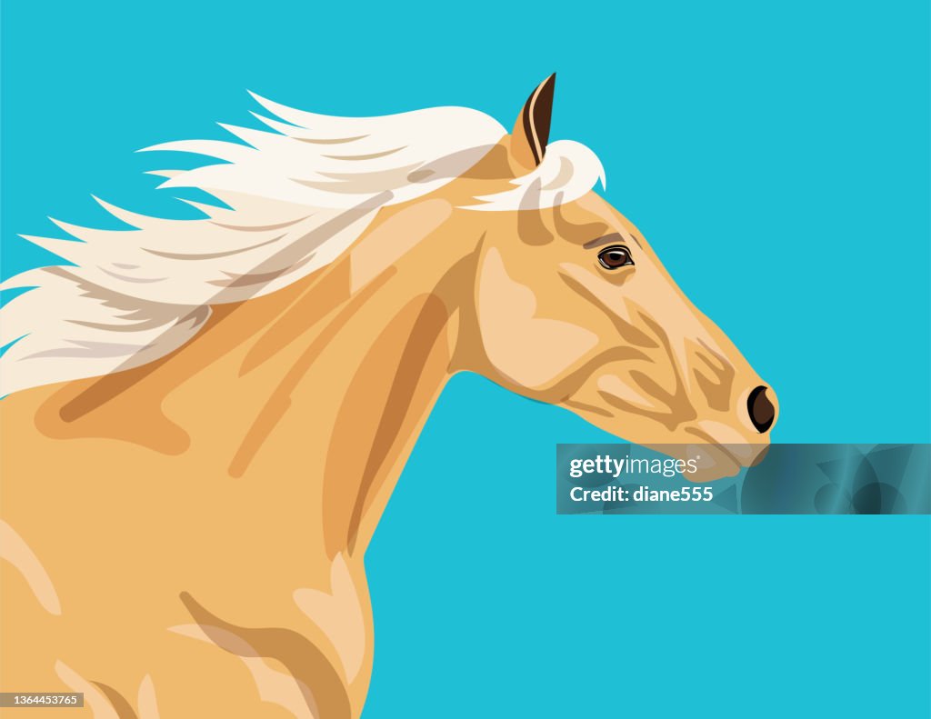 Palomino Horse on Flat Color Background