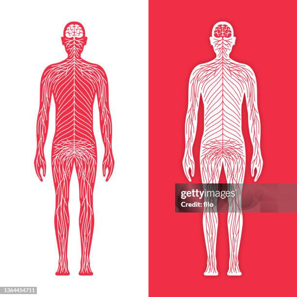 stockillustraties, clipart, cartoons en iconen met human nervous system - arm lichaamsdeel