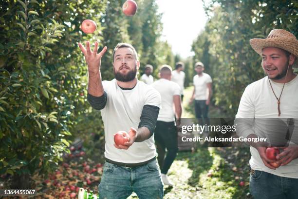 apple juggling by bearded male worker in orchard - juggling stockfoto's en -beelden