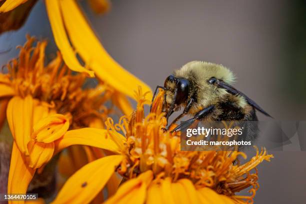 bourdon fébrile, (bombus impatiens), common eastern bumble bee on summer ragwort. - golden northern bumblebee stock pictures, royalty-free photos & images