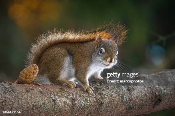 american red squirrel, (tamiasciurus hudsonicus), american red squirrel, ardilla roja americana. - american red squirrel stock pictures, royalty-free photos & images