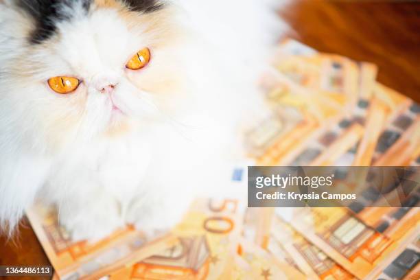 cat lying down on pile of 50 euro bills looking at camera - cat lying down stock pictures, royalty-free photos & images