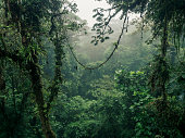 Misty cloud forest in Costa Rica