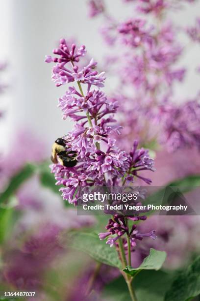 bumblebee on lilac - purple lilac stock pictures, royalty-free photos & images