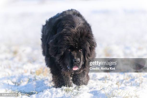 newfoundland in the snow - newfoundlandshund bildbanksfoton och bilder