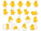 Illustration set of chicks in various poses