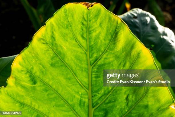 Giant Taro Leaf High-Res Stock Photo