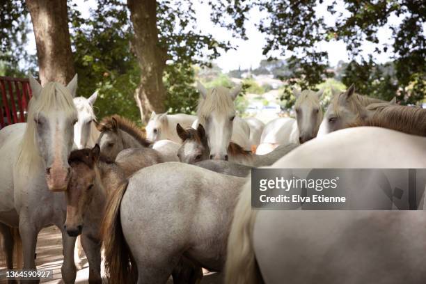 group of camargue horses and foals standing together in an outdoor pen, under the shade of a leafy tree in summertime - gard stock-fotos und bilder