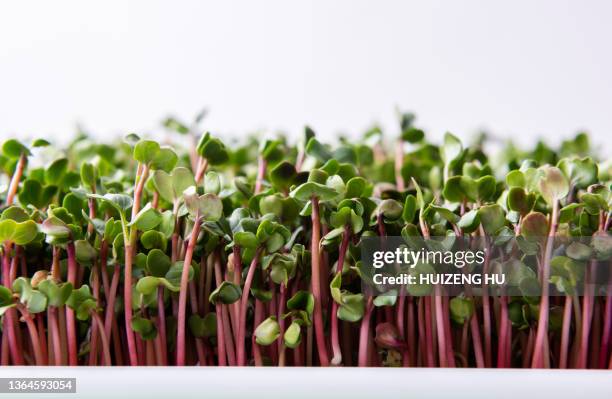 sprouted radish seeds closeup - kiem stockfoto's en -beelden
