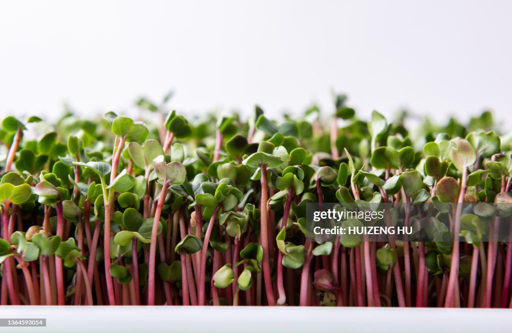 Sprouted radish Seeds Closeup